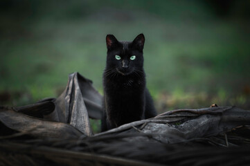 Black cat in forest Halloween
