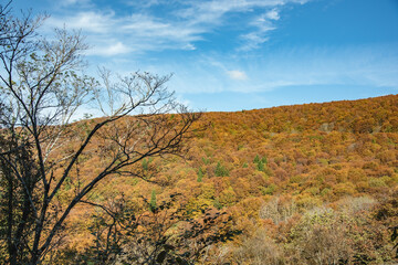 Fototapeta premium 兵庫県・新温泉町の上山高原から鳥取県境の紅葉する林道をハイキング、ドライブ、ツーリング