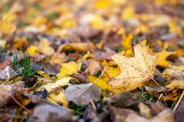 Colourful autumn leaves change of seasons