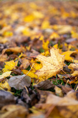 Colourful autumn leaves change of seasons