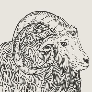 illustration vintage goat engraving style