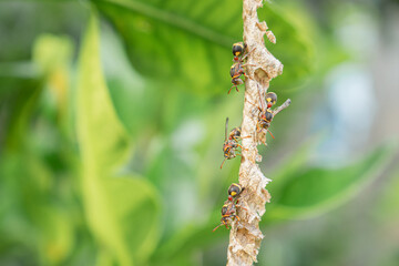Close-up of Asian hornet or a paper wasp perches and is active in its nest hanging on the tree in the backyard