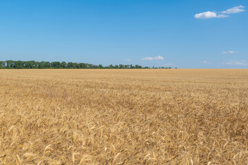 Golden Wheat Field with ripe ears of corn