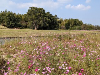 field of flowers