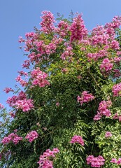 pink flowers in the garden