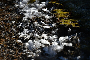 開田高原　霜柱