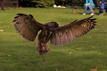 Eule im Anflug