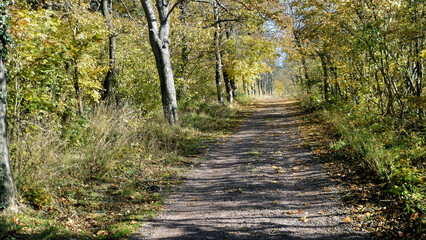 Fototapeta premium Weg in der Herbstsonne