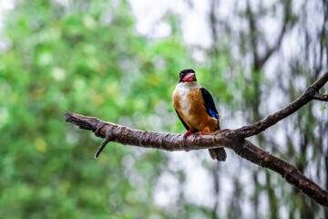 Beautiful Black-capped Kingfisher perching on branch and searching fish, morning light, winter visitor bird of Thailand.