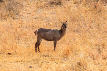 Female waterbuck (Kobus ellipsiprymnus) in Tarangire National Park, Tanzania