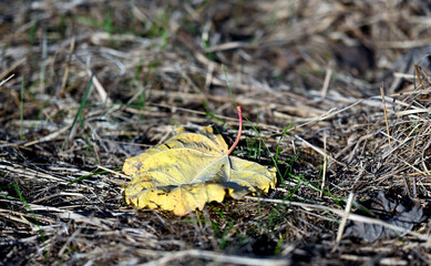 Leaves during autumn sunny day