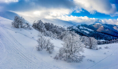 Fabulous snow-covered panorama of spruce trees