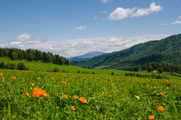 Green valley high on the mountains with the view to clear sky in summer day is spangled with blooming flowers. Summer landscape, Altai Mountains.