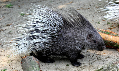 Closeup shot of a porcupine - Powered by Adobe