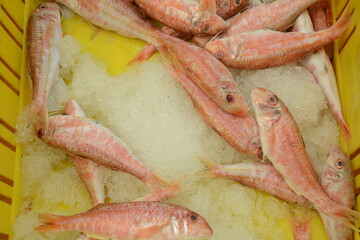 Fresh fish of the Mediterranean sea at the East Arab market of old City of Acre (Akko). Israel