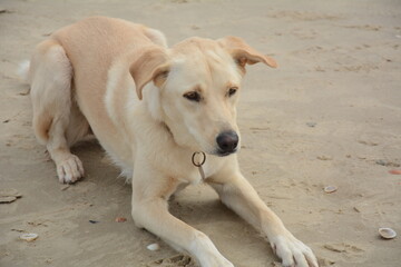 Naklejka na ściany i meble Ginger dog laying on sand. Adult domestic dog on a beach. Listening his master voice