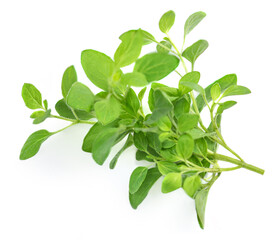 Oregano or marjoram leaves isolated on white background. Fresh oregano spice close up.