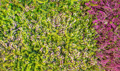 Blooming wild common heather. Beautiful green and pink Calluna vulgaris. Flowers background..