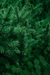 Christmas fir tree branches Background. Christmas pine tree wallpaper. Copy space.. - obrazy, fototapety, plakaty