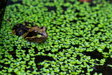Frog in a pond