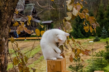 Sergiev Posad, Russia - 17 October 2021: White cat sits on a wooden bridge