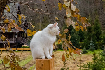 Sergiev Posad, Russia - 17 October 2021: White cat sits on a wooden bridge