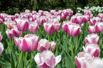 Pink and White Tulips in Field