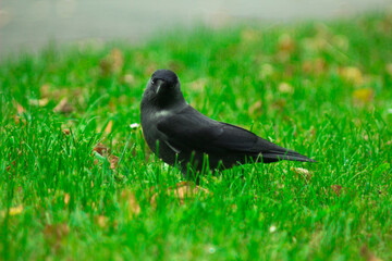 Czarny ptak