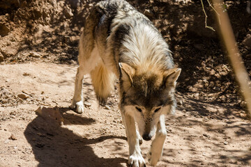 Wolf Walking Towards Camera in Desert