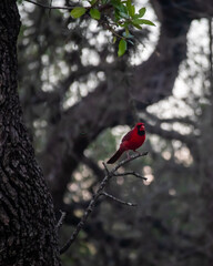 Red Cardinal Sitting on a Branch