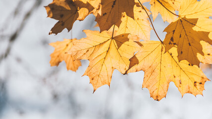 Yellow autumn leaves close up