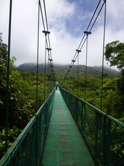 Obraz premium Urwald