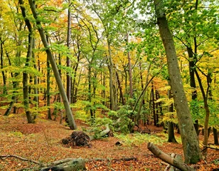 Foto op Plexiglas autumn in the forest © Agata