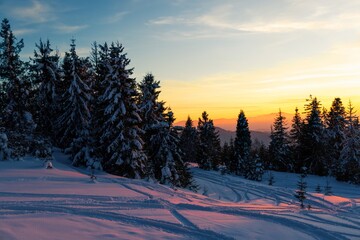 Fascinating sunny landscape of a winter forest