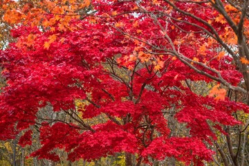 Japanese maple dyed in bright red