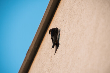 common house martin on the wall