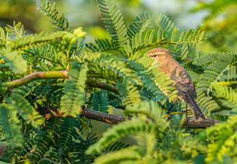 Common Chiffchaff in natural habitat