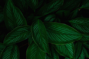 Naklejka na ściany i meble closeup nature view of green leaves texture, dark wallpaper concept, nature background, tropical leaf