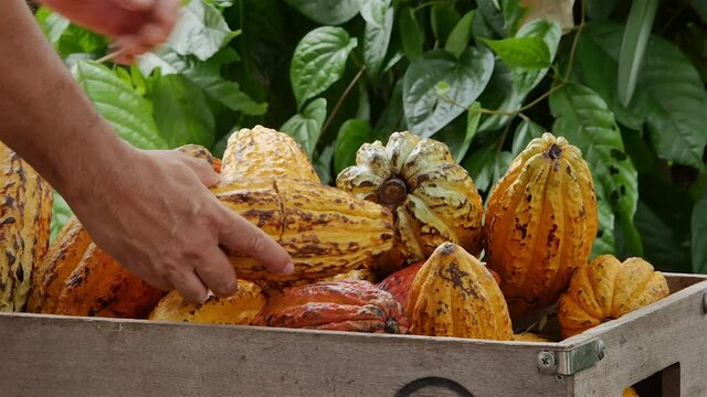 Raw Cocoa beans, Fresh cocoa pod cut exposing cocoa seeds, with a cocoa plant