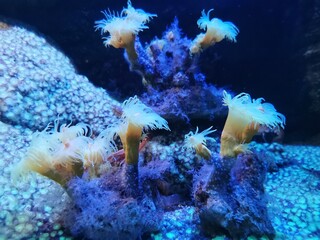 coral reef in aquarium © Katarzyna