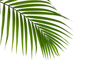 tropical palm leaf isolated on white background, summer background