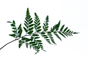 tropical fern leaf isolated on white background, summer background