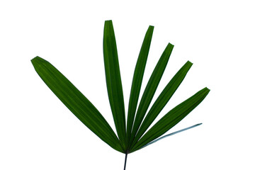tropical palm leaf isolated on white background, summer background