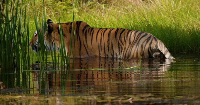 Tiger walking or sneaking in a water pond in the forest
