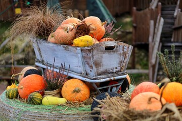 pumpkins © Dorota
