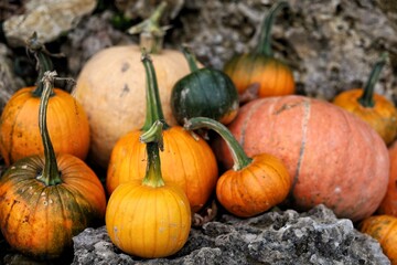 Fototapeta pumpkins and gourds obraz