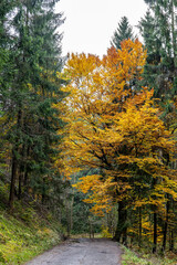 Fototapeta premium Herbst