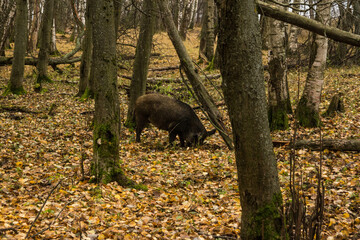 Sergiev Posad, Russia - 17 October 2021: Autumn view of wild boars in the forest