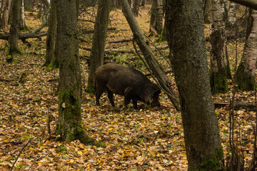 Sergiev Posad, Russia - 17 October 2021: Autumn view of wild boars in the forest