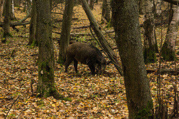 Sergiev Posad, Russia - 17 October 2021: Autumn view of wild boars in the forest